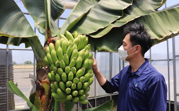 D＆Tファーム（岡山市）は国産バナナの苗木を資材や栽培ノウハウと共に供給している