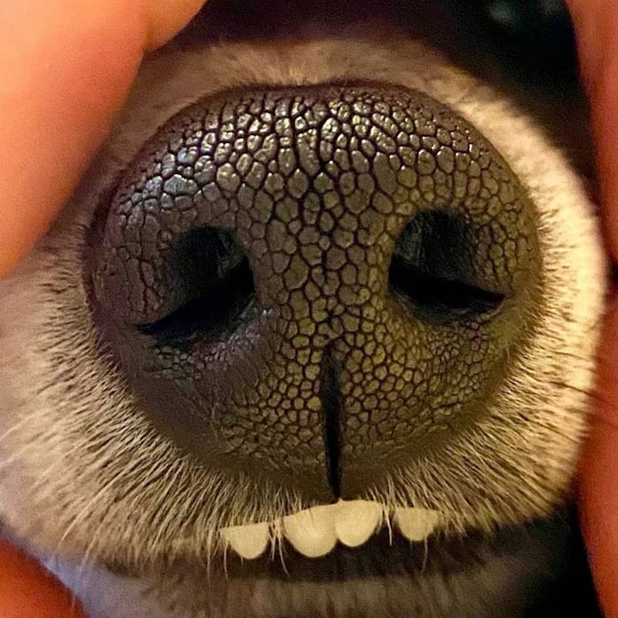 ペットを 鼻紋認証 アプリで個体識別や病気判定 日本経済新聞 ペットを 鼻紋認証 アプリで個体識別や病気判定 日本経済新聞