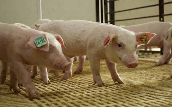 岩谷産業は種豚の生産量で国内首位だ