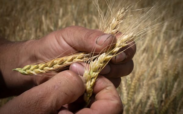 A farmer checks wheat ripeness on a field in Donetsk region, Ukraine, Tuesday, June 21, 2022. Russian hostilities in Ukraine are preventing grain from leaving the "breadbasket of the world" and making food more expensive across the globe, threatening to worsen shortages, hunger and political instability in developing countries. (AP Photo/Efrem Lukatsky)