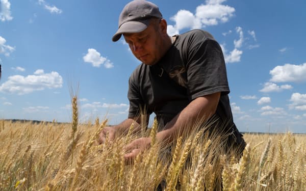 Farmer Andriy Zubko checks wheat ripeness on a field in Donetsk region, Ukraine, Tuesday, June 21, 2022. Russian hostilities in Ukraine are preventing grain from leaving the "breadbasket of the world" and making food more expensive across the globe, threatening to worsen shortages, hunger and political instability in developing countries. (AP Photo/Efrem Lukatsky)