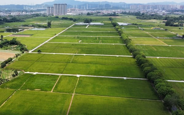中国は各地で農業の効率を高める取り組みを進めている（6月、広州市郊外の稲作地帯）