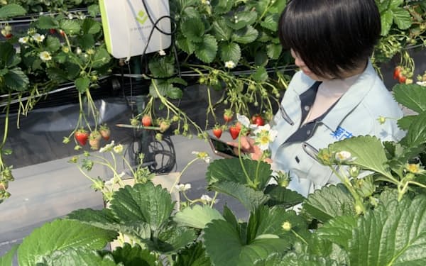 栽培環境のデータを集め、イチゴの栽培に最適な環境を整える（千葉市農政センター）