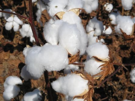 綿花急落 9カ月ぶり安値 欧米などの消費減速を懸念 日本経済新聞 綿花急落 9カ月ぶり安値 欧米などの消費減速を懸念 日本経済新聞