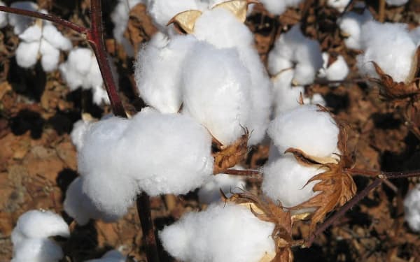 綿花は世界で需要が冷え込むとの見方が台頭する（米国の綿花畑＝日本綿花協会提供）