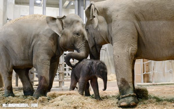 名古屋市の東山動植物園は、飼育しているアジアゾウが26日未明に赤ちゃん(中央)を出産したと発表した。同園でのアジアゾウの出産は2例目で、国内では15例目という。右は母親の「アヌラ」=同園提供、共同