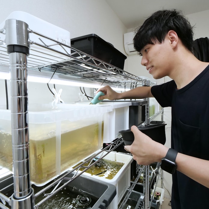 自宅でメダカを改良 新たな趣味に 副業目的でも 日本経済新聞 自宅でメダカを改良 新たな趣味に 副業目的でも 日本経済新聞