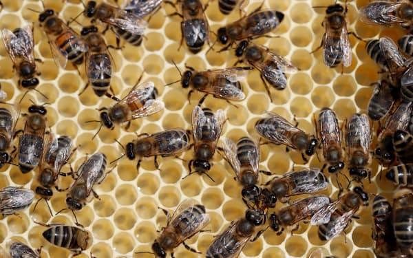 ミツバチはアーモンド、マカデミアナッツ、ブルーベリーなど様々な農産物の受粉に利用されている＝ロイター