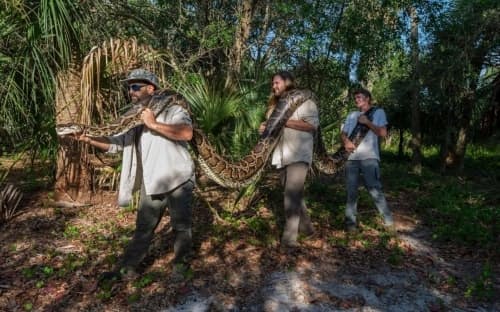 フロリダ州で捕獲された巨大なビルマニシキヘビを運ぶ研究者のイアン・バートシェック氏（左）、イアン・イースターリング氏、インターンのカイル・フィンドリー氏（右）。（PHOTOGRAPH BY MAGGIE STEBER）