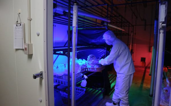 一正蒲鉾のマイタケ栽培センターでは、年間２０００株以上を研究室の中で栽培している（新潟県阿賀野市）