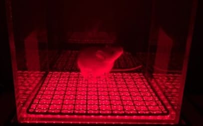 発光ダイオード（LED）を使い、マウスの肝臓内でDNA組み換え反応を誘導した＝東大提供