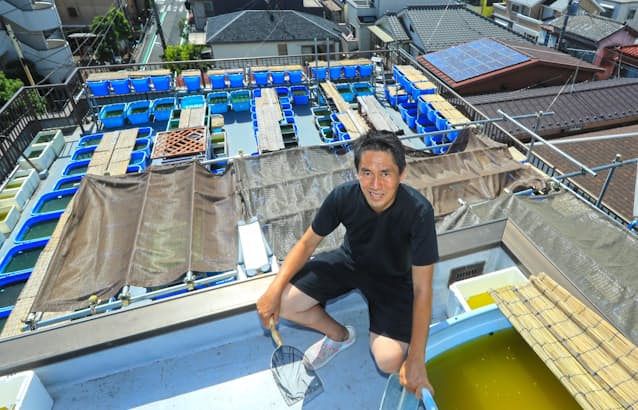 自宅でメダカを改良 新たな趣味に 副業目的でも 日本経済新聞 自宅でメダカを改良 新たな趣味に 副業目的でも 日本経済新聞