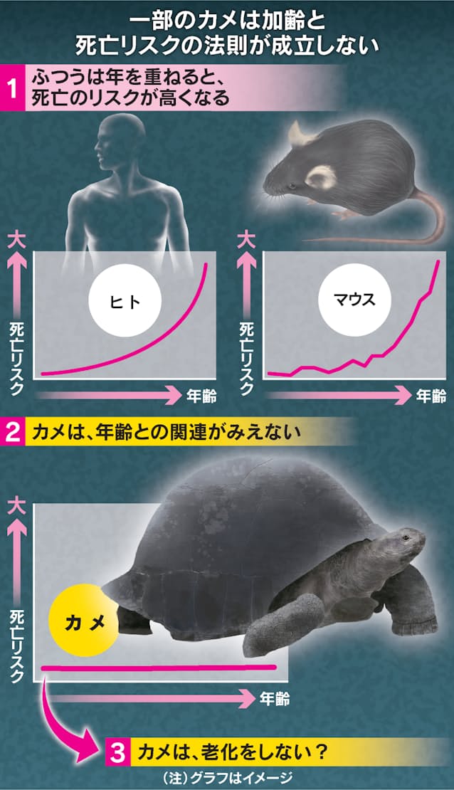老化 知らぬカメの一群 宿命と決別 科学者も驚嘆 日本経済新聞 老化 知らぬカメの一群 宿命と決別 科学者も驚嘆 日本経済新聞