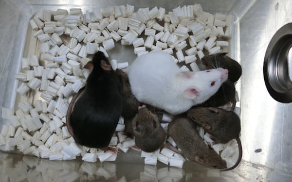 世界で初めて凍結乾燥した体細胞から作ったクローンマウス（一番左の黒い個体）＝山梨大提供
