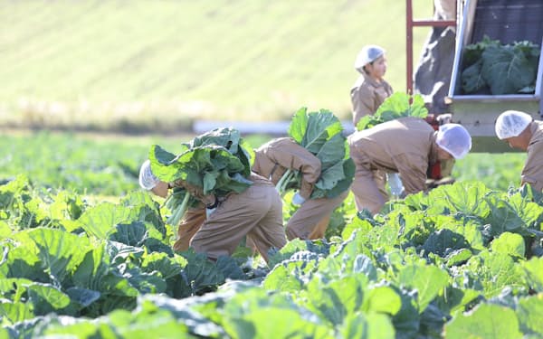 キューサイは島根県の直営農場で青汁の原料であるケールを栽培
