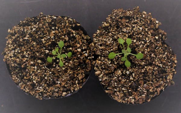栄養の少ない環境で育てた普通のシロイヌナズナ（左）と、栄養を取り込む能力を高めた株の根を接いだもの（右）。右の方が成長が良い（島根大学の蜂谷卓士助教提供）

