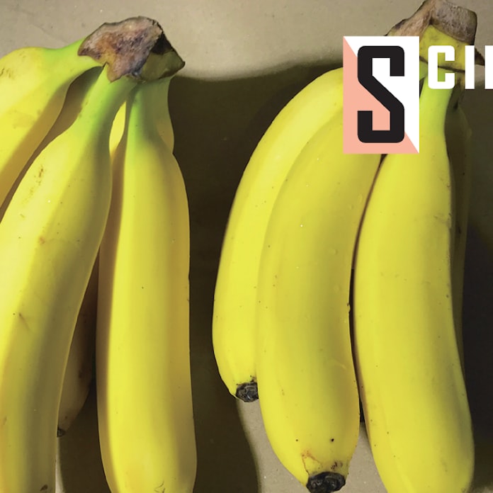 バナナに「絶滅」危機 枯死病が猛威、ワクチンを早く: 日本経済新聞