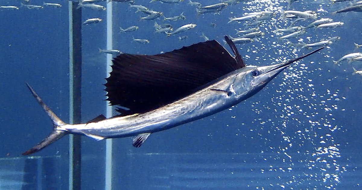 バショウカジキなど絶滅危惧種に レッドリスト最新版 日本経済新聞 バショウカジキなど絶滅危惧種に レッドリスト最新版 日本経済新聞