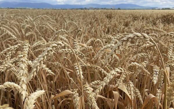 異常気象が世界の食糧生産に影を落とす（ドイツの小麦畑）＝ＡＰ