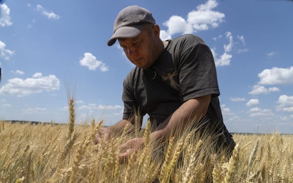 ウクライナ東部のドネツク州で、小麦の状態をチェックする農民（６月）＝ＡＰ
