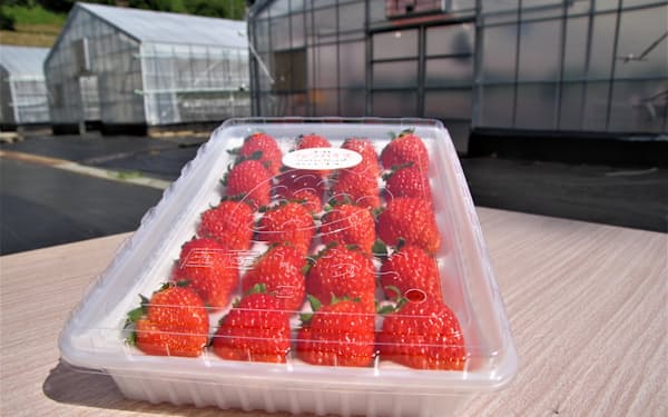夏イチゴの栽培は出荷できる段階まで進展
