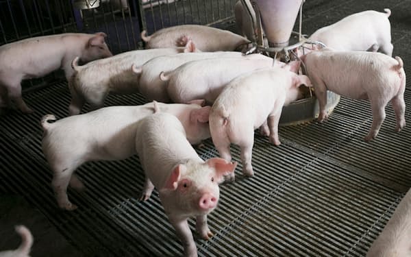 不安定な豚肉相場は、中長期的に生産の減少を招く可能性がある