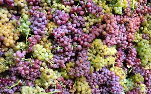 フィールドブレンドは様々な種類のブドウを一緒に醸造（ヴィーニンガー提供）