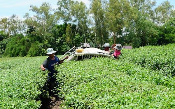 丸善製茶とシンハーの農園で茶葉を刈り取る作業員（タイ北部チェンライ）
