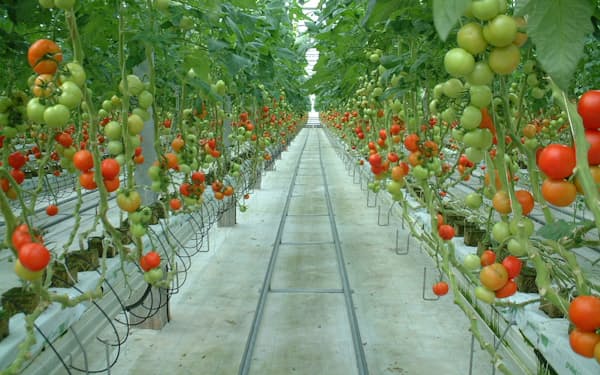 液化したCO2をトマト栽培に活用する実証実験を始める=世羅菜園提供