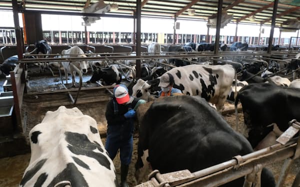 ノベルズの酪農牧場では和牛受精卵を乳牛などへ移植する