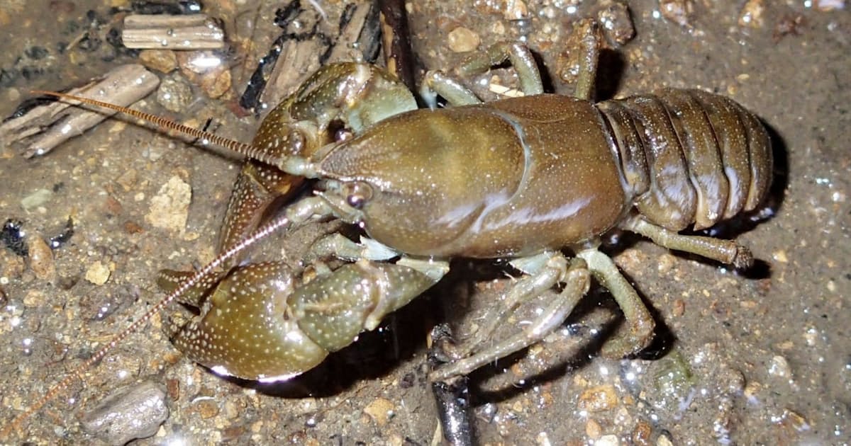 ニホンザリガニ取引急増 外来種規制で需要 乱獲懸念 日本経済新聞 ニホンザリガニ取引急増 外来種規制で需要 乱獲懸念 日本経済新聞