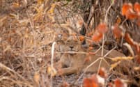 絶滅の危機にある西アフリカのライオンは、これまで群れを形成しないと考えられていた。しかし、ここセネガルのニョコロ=コバ国立公園では、発信器付きの首輪をつけたメスのフローレンスが、群れのメンバーであるほかのメスと一緒に横になっている姿が見られた（Photograph by John Wendle）