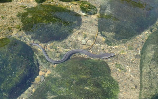 天然のウナギは川で5～6年は過ごすとされる＝東大・脇谷量子郎特任研究員提供