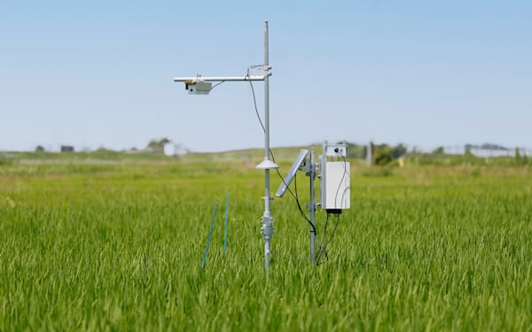 カメラで撮影した画像をＡＩが解析して稲の生育状況をデータ化する