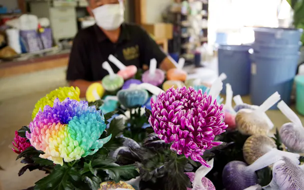 結婚式用にカラー菊 葬儀の小型化 肥料高へ切り札 日本経済新聞 結婚式用にカラー菊 葬儀の小型化 肥料高へ切り札 日本経済新聞