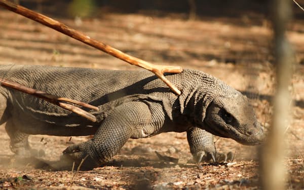 インドネシアのコモド島に生息する希少動物のコモドドラゴンは観光客を引きつける＝ロイター