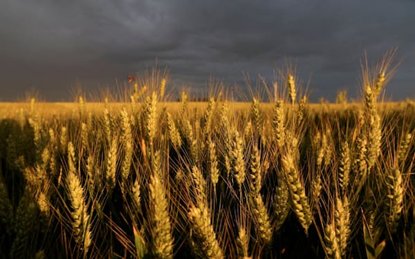 仏産小麦は熱波で生育に不安が出ている＝ロイター