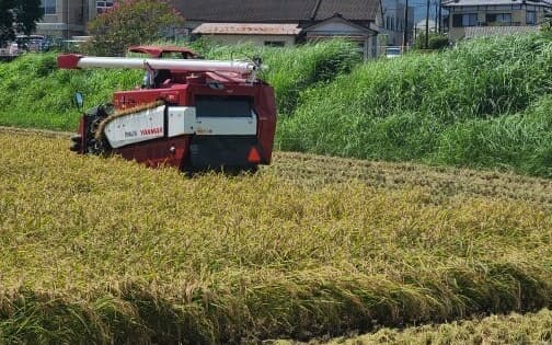 早場米の収穫