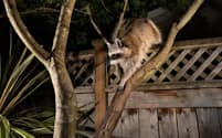 米オレゴン州ポートランドのガイ・ベリンガムさんの裏庭を探索中、カメラトラップ（自動撮影装置）にとらえられたアライグマ。雑食性の彼らは毎晩やってきては、キャットフードを食べ、庭の池にいるコイを狙う(PHOTOGRAPH BY COREY ARNOLD)