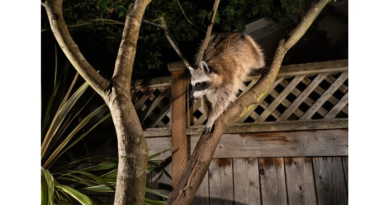 都会と田舎のアライグマ どちらが賢いのか Nikkei Style 都会と田舎のアライグマ どちらが賢いのか Nikkei Style