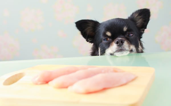 「ペットに生肉」は大丈夫なのか