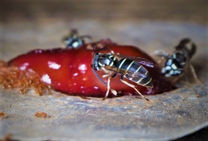 ハチを追い 飼い 食べる 地蜂文化 地域越え飛躍 日本経済新聞 ハチを追い 飼い 食べる 地蜂文化 地域越え飛躍 日本経済新聞