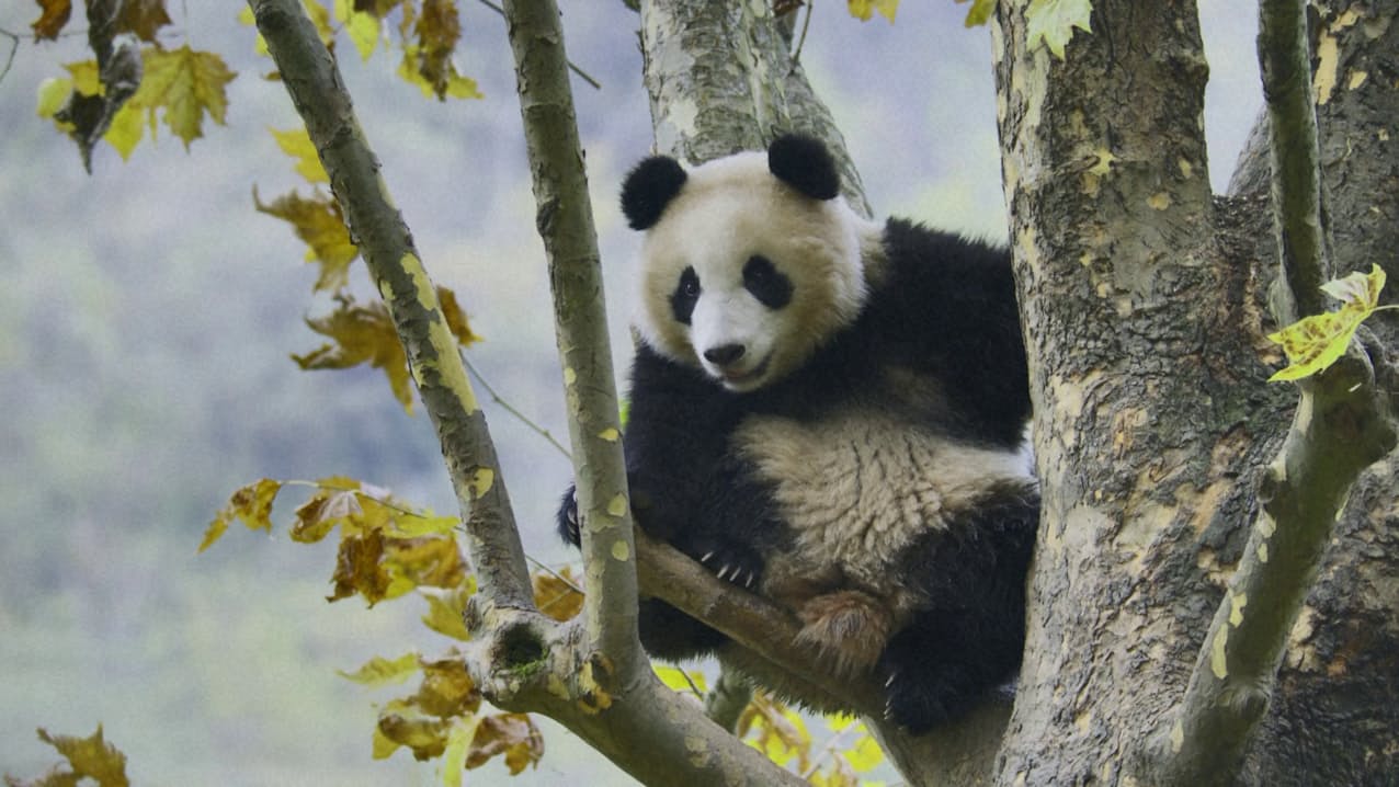 ジャイアントパンダは樹上から相手をさがす（9月4日放送予定「第3集　ギリギリの恋」から）、NHK提供