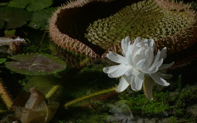 夜に咲く花を楽しんで 高知の牧野植物園がイベント 日本経済新聞 夜に咲く花を楽しんで 高知の牧野植物園がイベント 日本経済新聞