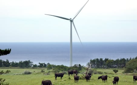 東急不動産が設置した大型風車の近くで草をはむ肉牛（北海道松前町）