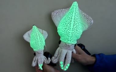 ほたるいかミュージアムの館長が監修したぬいぐるみは、発光器を忠実に再現