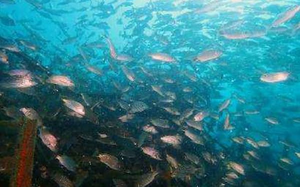 里海づくりがブルーオーシャン大賞