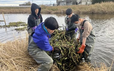 古川池の各所に設置した浮島で空心菜を栽培している(11月下旬、福島県郡山市)