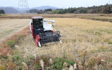 除染後の農地に直まきしたイネを収穫した(2日、福島県大熊町)