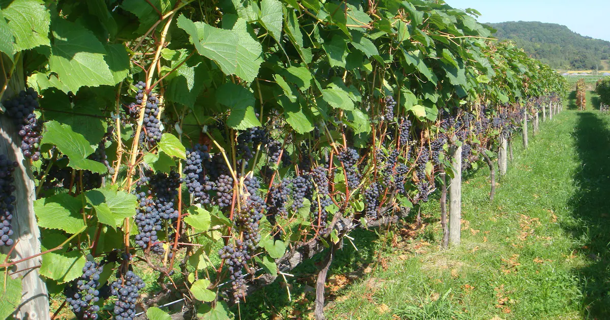 北海道 富良野で3年ぶりワイン祭り 研究所50年式典も 日本経済新聞 北海道 富良野で3年ぶりワイン祭り 研究所50年式典も 日本経済新聞